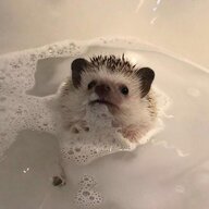 Kind_Hedgehog